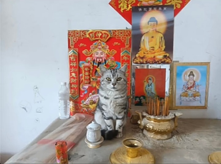 Bắt quả tang những lần hội nhà mèo khiến gia chủ 'khóc thét' trong bất lực - 7