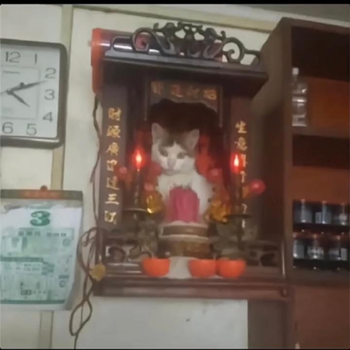 Bắt quả tang những lần hội nhà mèo khiến gia chủ 'khóc thét' trong bất lực - 3