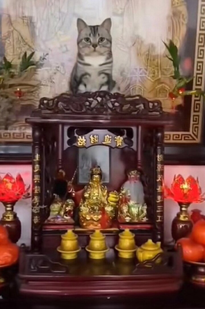 Bắt quả tang những lần hội nhà mèo khiến gia chủ 'khóc thét' trong bất lực - 8