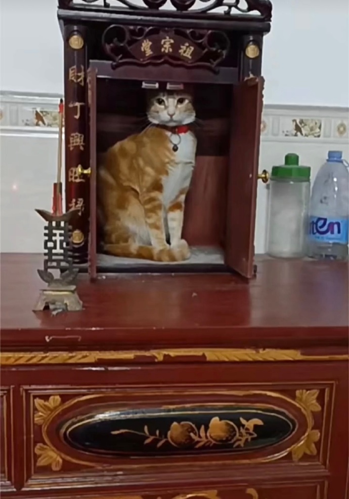 Bắt quả tang những lần hội nhà mèo khiến gia chủ 'khóc thét' trong bất lực - 4