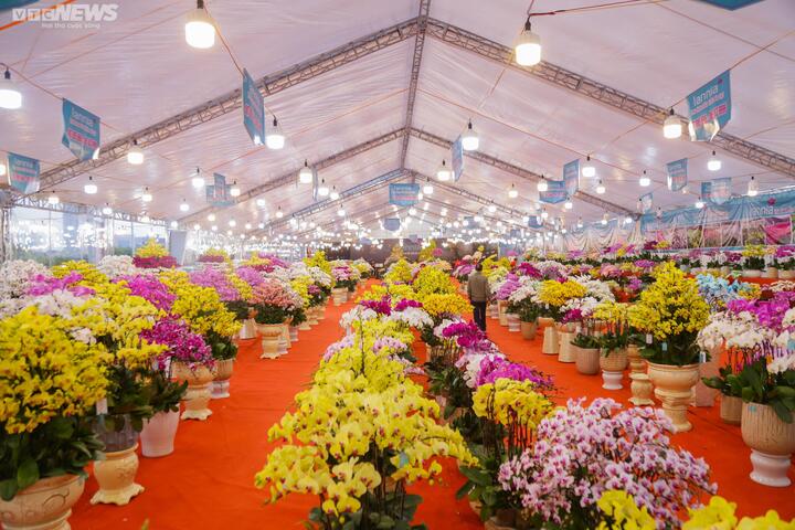 Chậu lan hồ điệp khổng lồ giá gần 2 tỷ đồng chờ khách đại gia mua chơi Tết - 1