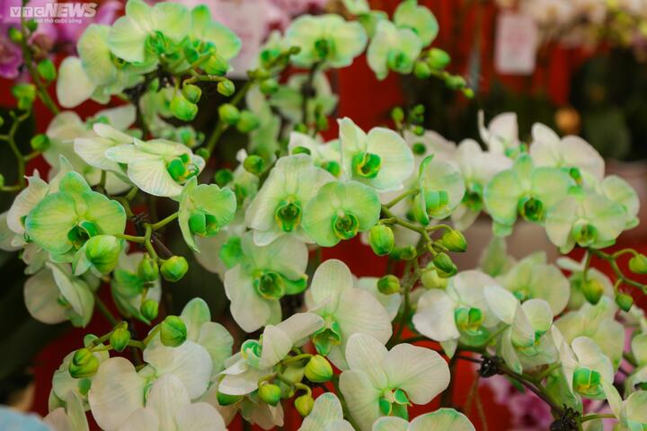 Chậu lan hồ điệp khổng lồ giá gần 2 tỷ đồng chờ khách đại gia mua chơi Tết - 10