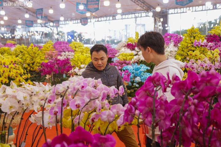 Chậu lan hồ điệp khổng lồ giá gần 2 tỷ đồng chờ khách đại gia mua chơi Tết - 11