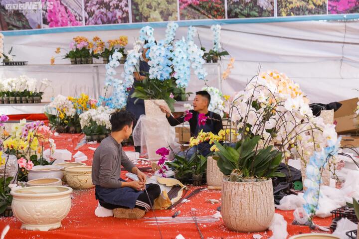 Chậu lan hồ điệp khổng lồ giá gần 2 tỷ đồng chờ khách đại gia mua chơi Tết - 12