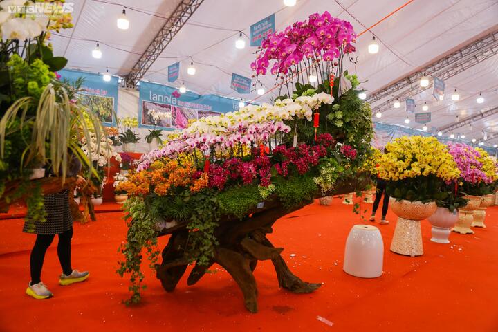 Chậu lan hồ điệp khổng lồ giá gần 2 tỷ đồng chờ khách đại gia mua chơi Tết - 8