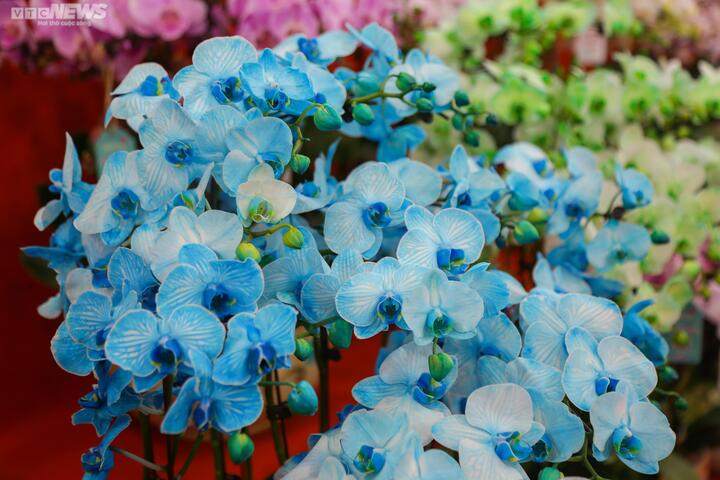 Chậu lan hồ điệp khổng lồ giá gần 2 tỷ đồng chờ khách đại gia mua chơi Tết - 9