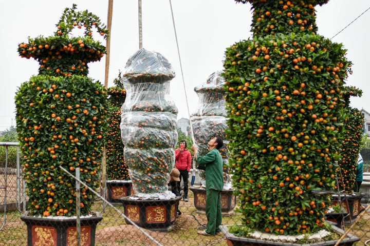 Quýt lộc bình khổng lồ đắt hàng ngày cận Tết - 3