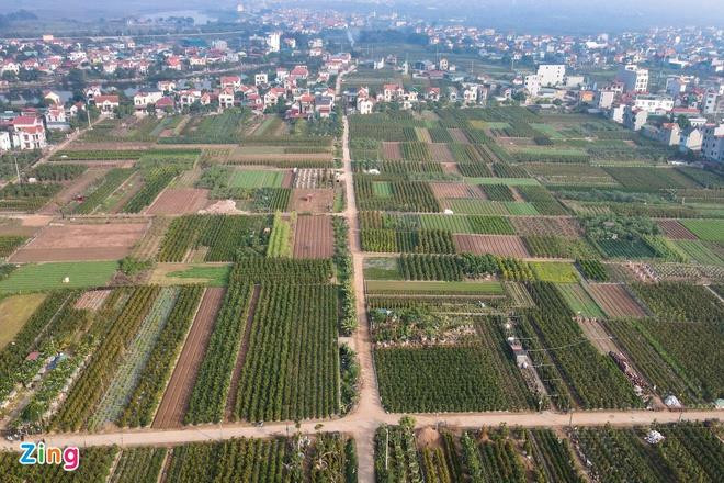 Quýt lộc bình khổng lồ đắt hàng ngày cận Tết - 1