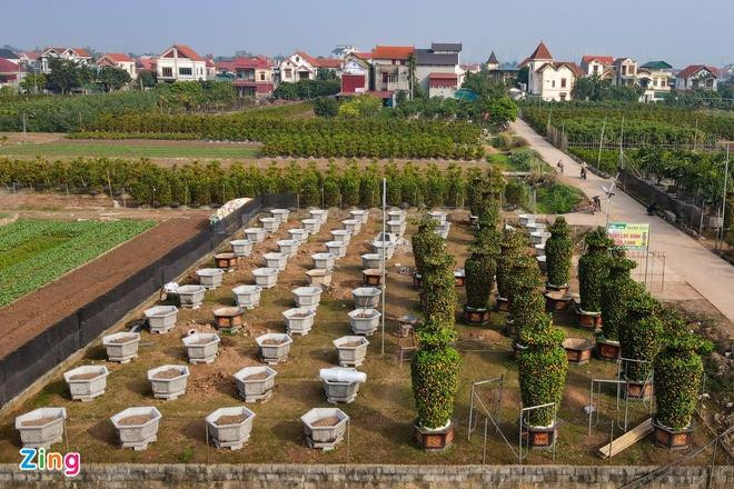 Quýt lộc bình khổng lồ đắt hàng ngày cận Tết - 2