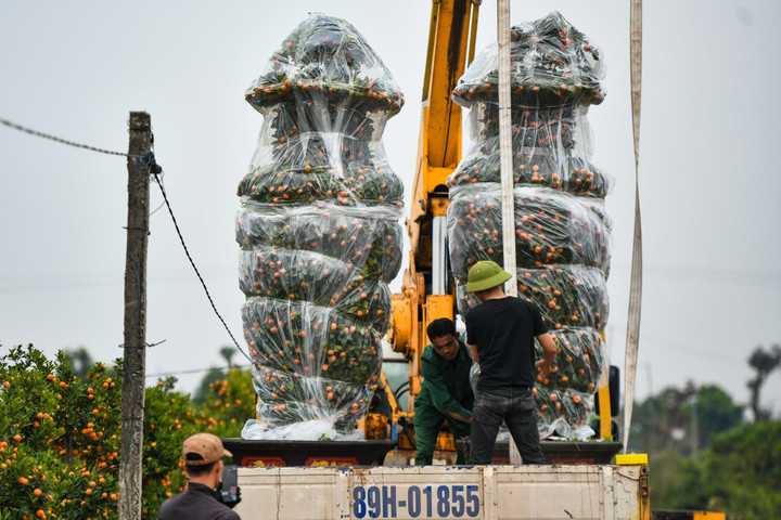 Quýt lộc bình khổng lồ đắt hàng ngày cận Tết - 8