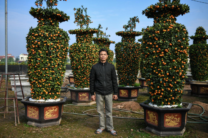 Quýt lộc bình khổng lồ đắt hàng ngày cận Tết - 9