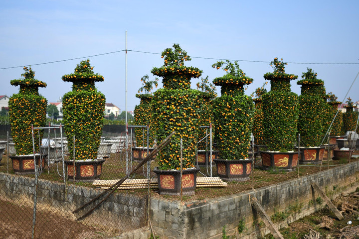 Quýt lộc bình khổng lồ đắt hàng ngày cận Tết - 5