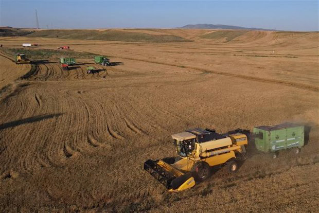 FAO: Giá lương thực toàn cầu tăng hơn 14% trong năm 2022 - 1