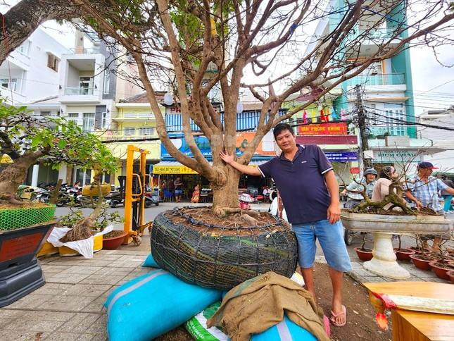 ‘Lão mai’ 100 tuổi, cây mai 'bàn tay năm ngón' gây sốt ở miền Tây - 1