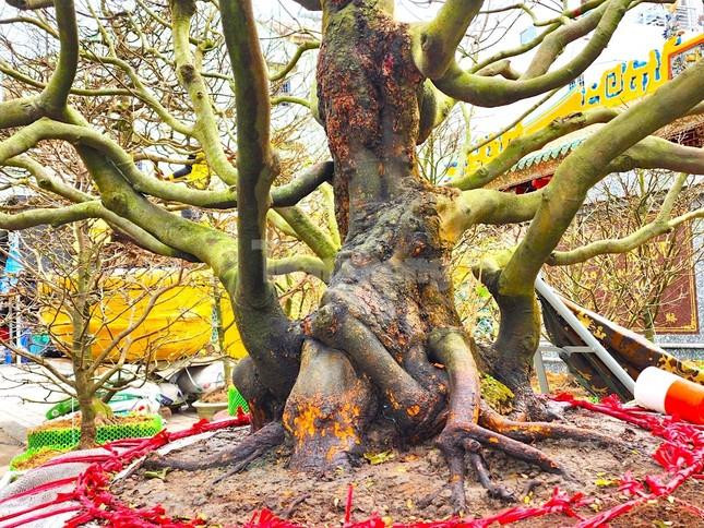 ‘Lão mai’ 100 tuổi, cây mai 'bàn tay năm ngón' gây sốt ở miền Tây - 12