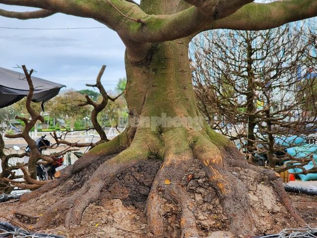 ‘Lão mai’ 100 tuổi, cây mai 'bàn tay năm ngón' gây sốt ở miền Tây - 11