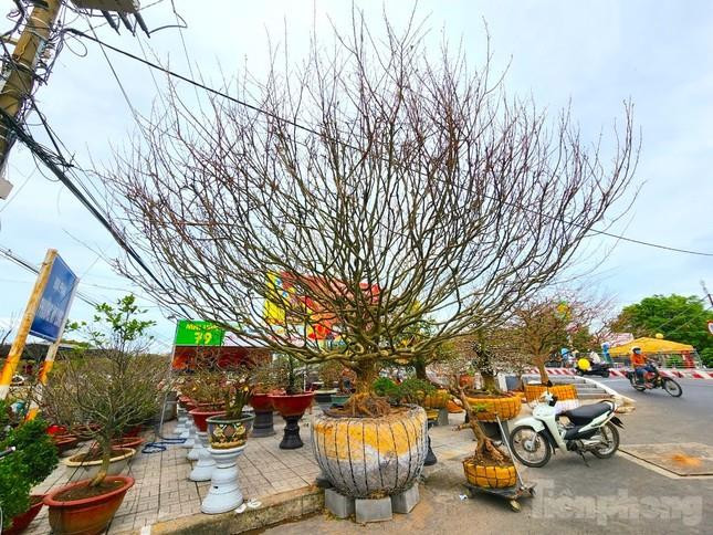 ‘Lão mai’ 100 tuổi, cây mai 'bàn tay năm ngón' gây sốt ở miền Tây - 9