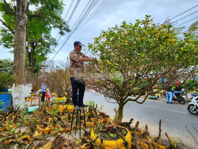 ‘Lão mai’ 100 tuổi, cây mai 'bàn tay năm ngón' gây sốt ở miền Tây - 7