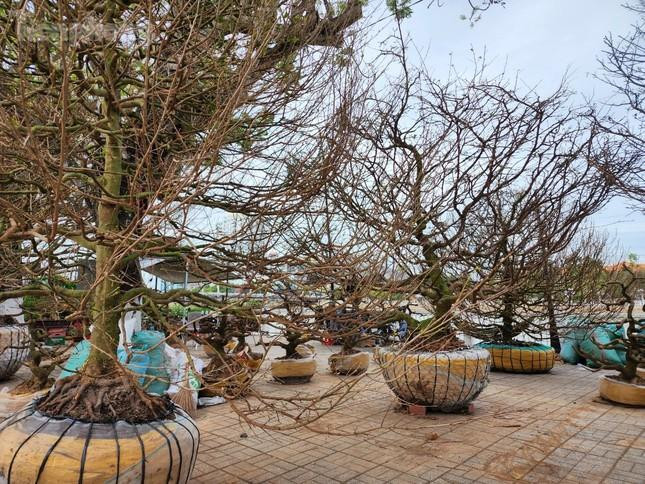 ‘Lão mai’ 100 tuổi, cây mai 'bàn tay năm ngón' gây sốt ở miền Tây - 8