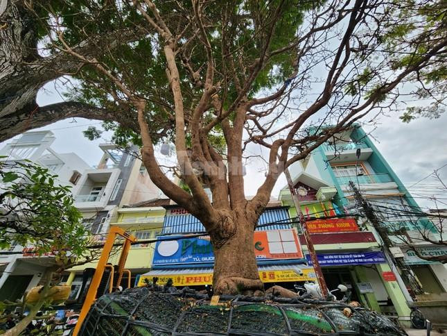 ‘Lão mai’ 100 tuổi, cây mai 'bàn tay năm ngón' gây sốt ở miền Tây - 2