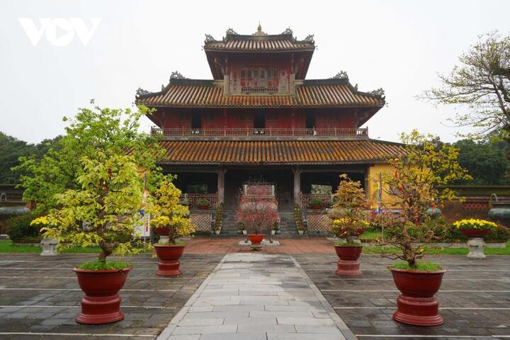Ngắm những cây mai tuyệt đẹp ở lễ hội hoàng mai Huế - 10