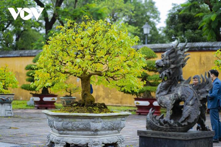 Ngắm những cây mai tuyệt đẹp ở lễ hội hoàng mai Huế - 3