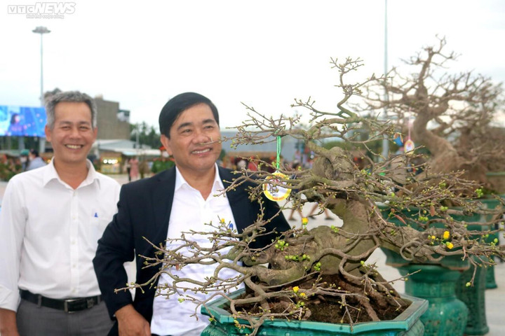 Ngắm mai cổ thụ được trả giá 3,5 tỷ đồng nhưng chủ nhân không bán - 1