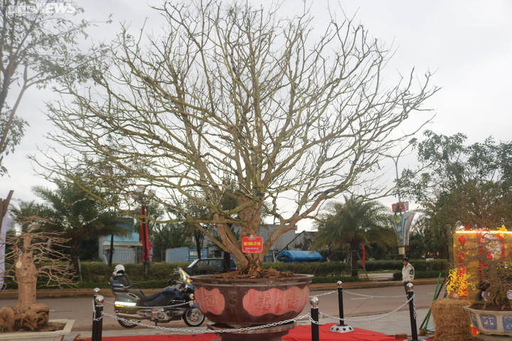 Ngắm mai cổ thụ được trả giá 3,5 tỷ đồng nhưng chủ nhân không bán - 2