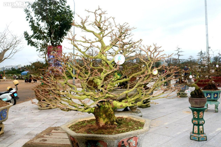 Ngắm mai cổ thụ được trả giá 3,5 tỷ đồng nhưng chủ nhân không bán - 4