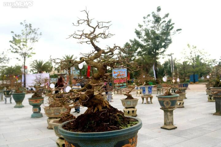 Ngắm mai cổ thụ được trả giá 3,5 tỷ đồng nhưng chủ nhân không bán - 8