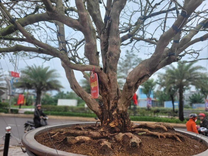 Ngắm mai cổ thụ được trả giá 3,5 tỷ đồng nhưng chủ nhân không bán - 3