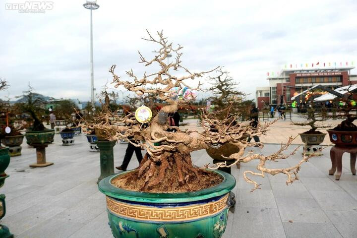 Ngắm mai cổ thụ được trả giá 3,5 tỷ đồng nhưng chủ nhân không bán - 6