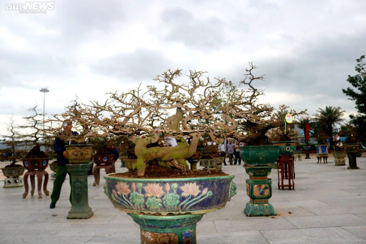 Ngắm mai cổ thụ được trả giá 3,5 tỷ đồng nhưng chủ nhân không bán - 7