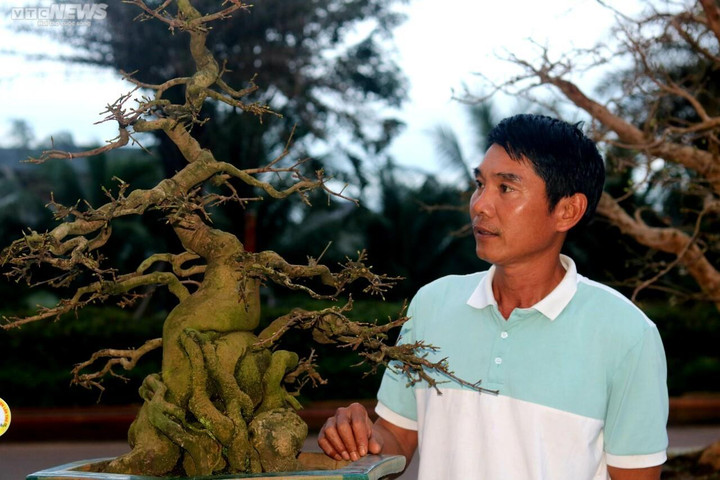 Ngắm mai cổ thụ được trả giá 3,5 tỷ đồng nhưng chủ nhân không bán - 5