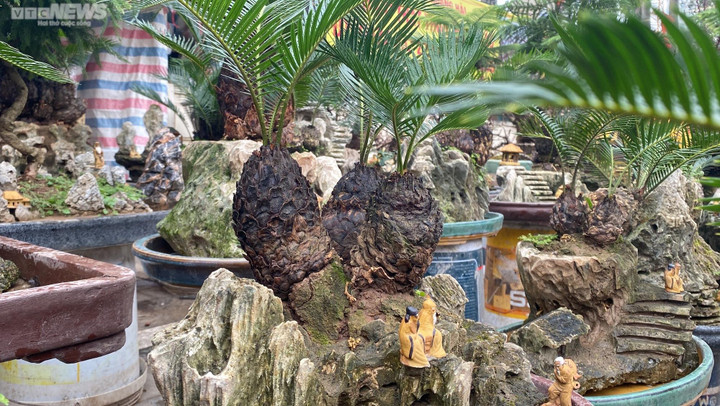 Vạn tuế tí hon độc lạ xuống phố, chờ khách mua chơi Tết - 5