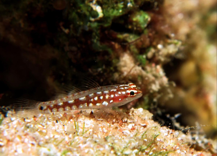 Điểm danh những loài động vật có vòng đời ngắn ngủi nhất hành tinh - 4