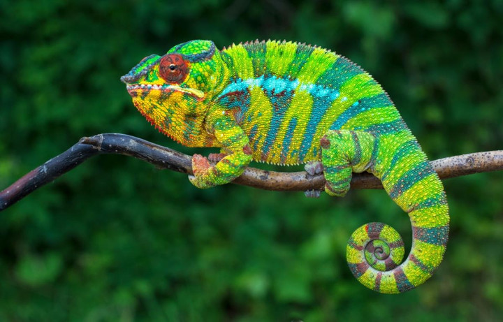 Điểm danh những loài động vật có vòng đời ngắn ngủi nhất hành tinh - 7