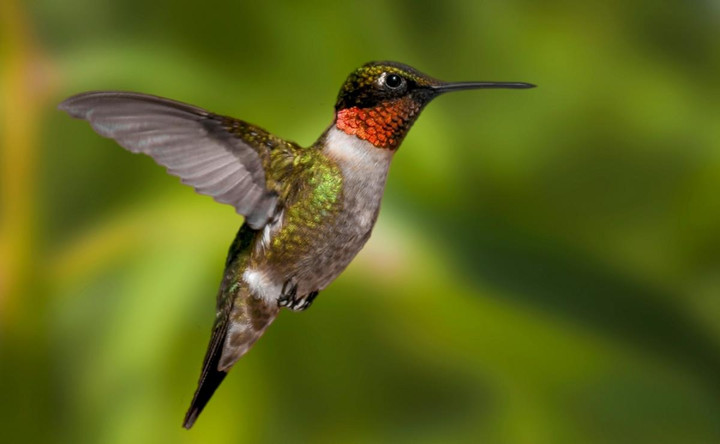 Điểm danh những loài động vật có vòng đời ngắn ngủi nhất hành tinh - 8