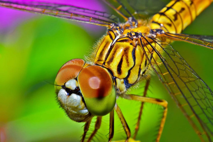 Điểm danh những loài động vật có vòng đời ngắn ngủi nhất hành tinh - 9