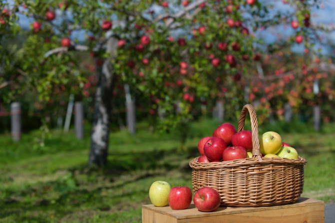 3 loại hoa quả Nhật được ưa chuộng tặng quà Tết Quý Mão - 3