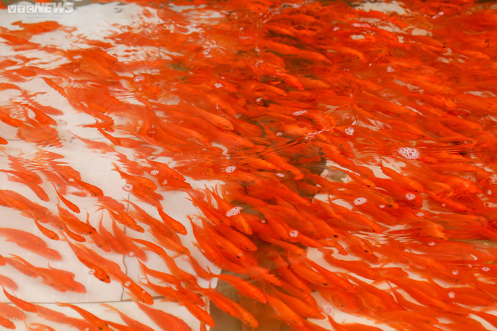 Người dân làng cá chép đỏ bội thu trước ngày cúng ông Công ông Táo 2023 - 11