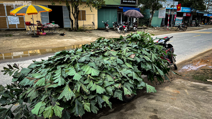 Bỏ túi tiền triệu nhờ lên rừng hái lá đủng đỉnh - 3