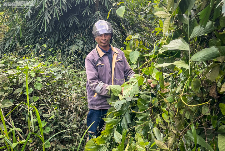 Bỏ túi tiền triệu nhờ lên rừng hái lá đủng đỉnh - 1