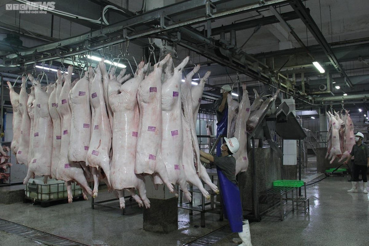 Giá heo hơi hôm nay 13/1: Cận Tết, giá heo hơi biến động trái chiều - 2