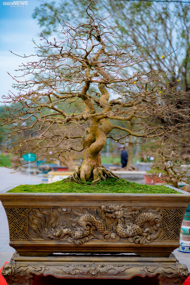 Chiêm ngưỡng những cây Hoàng mai cổ độc đáo đang được trưng bày ở Huế - 6