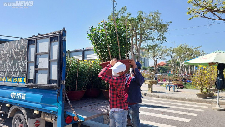 Chiêm ngưỡng cây mai trăm tuổi tiền tỷ ở chợ hoa xuân Đà Nẵng - 9