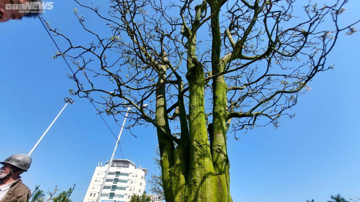 Chiêm ngưỡng cây mai trăm tuổi tiền tỷ ở chợ hoa xuân Đà Nẵng - 6