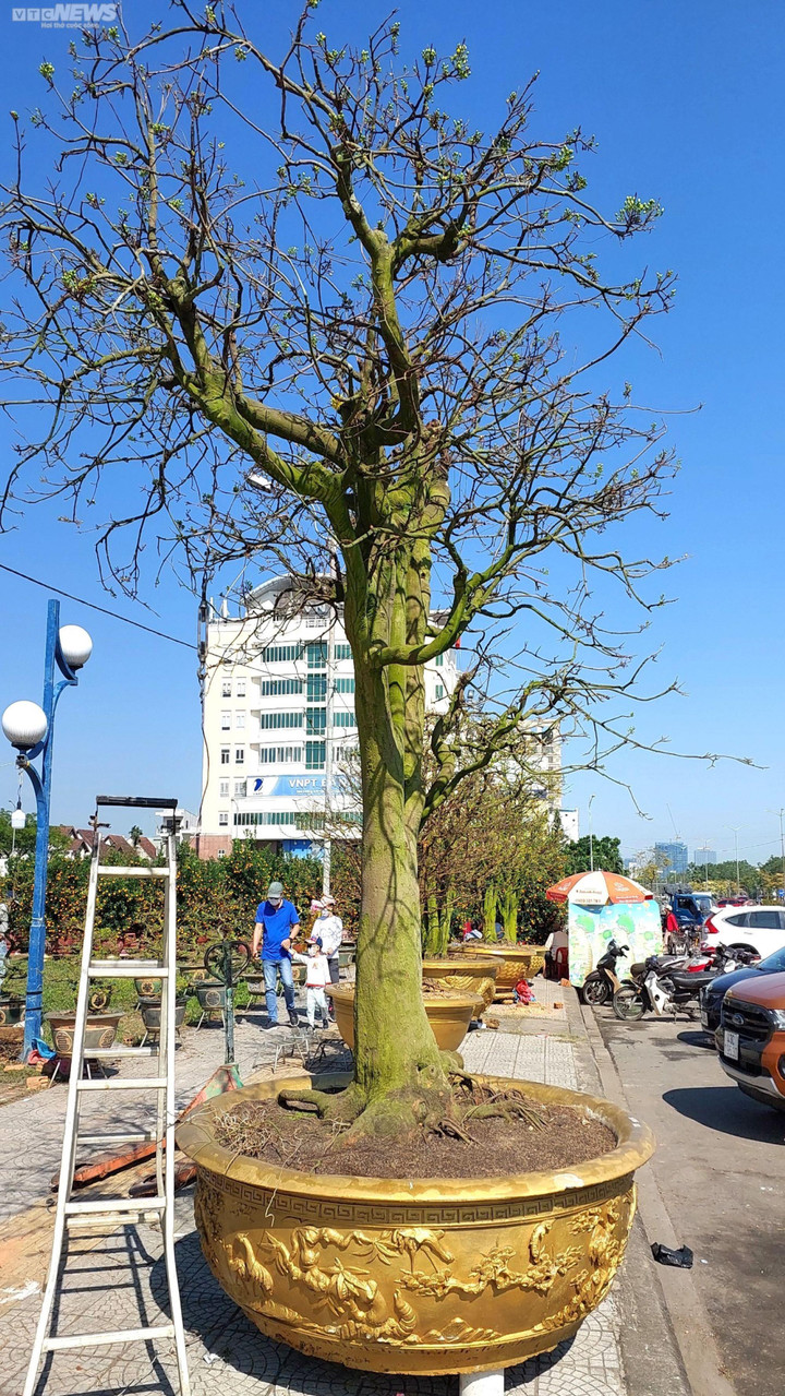 Chiêm ngưỡng cây mai trăm tuổi tiền tỷ ở chợ hoa xuân Đà Nẵng - 4