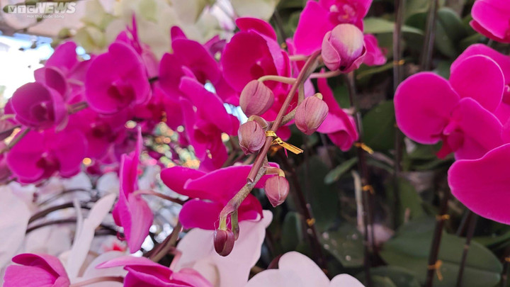 Chiêm ngưỡng cây mai trăm tuổi tiền tỷ ở chợ hoa xuân Đà Nẵng - 2