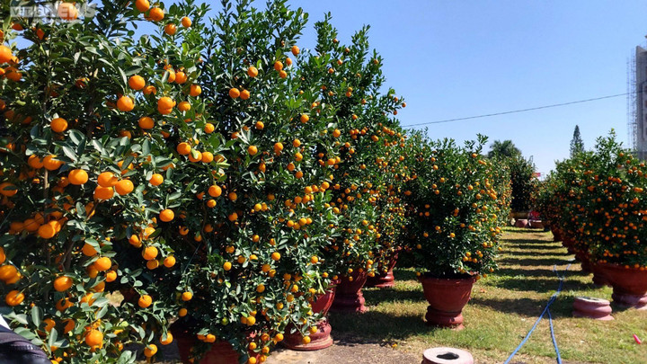 Chiêm ngưỡng cây mai trăm tuổi tiền tỷ ở chợ hoa xuân Đà Nẵng - 10